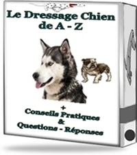 dressage chien